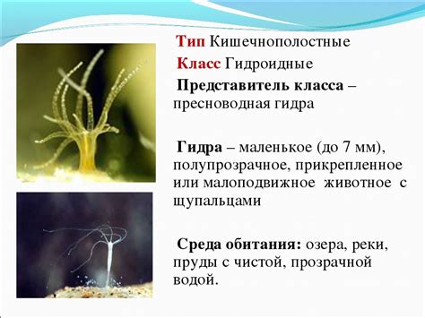 Перспективы исследования эпителиально-мускульных клеток гидры в медицине и биотехнологии