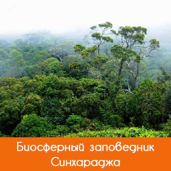 Питомники и национальные парки Кавказского региона с уникальными каскадами растительного золота