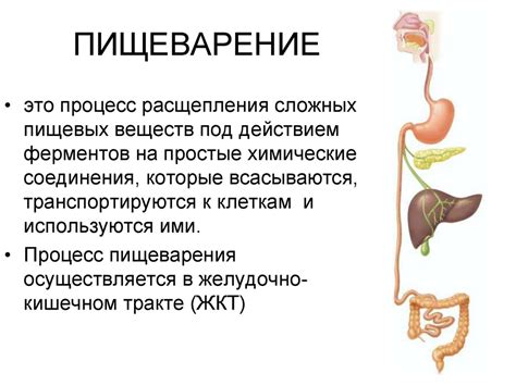 Пищеварительная система: процесс поглощения и переваривания