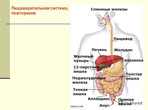 Пищеварительная система в контексте употребления кофе: влияние на ее эффективность