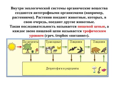 Пищевые цепи: передача энергии между организмами в природе