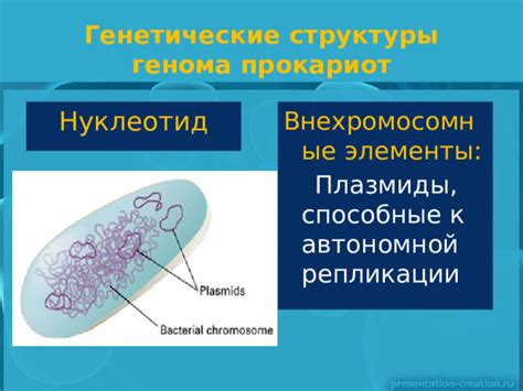 Плазмиды: автономные компоненты генома и независимые переносчики генетической информации в прокариотах