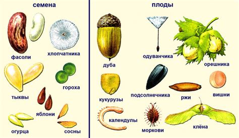 Плоды и семена: точки назначения и передачи необходимых питательных компонентов