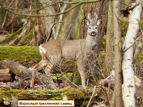 Поведение косули в осеннее время года: особенности и наблюдения