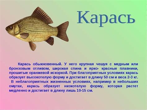 Поведенческие особенности карасей: понимание роли сельской среды