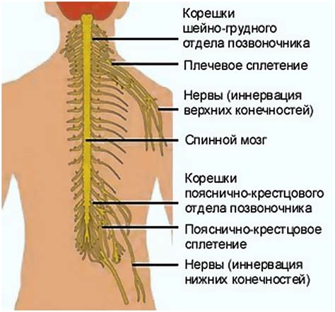 Повреждение нервных корешков и спинного столба: риск и последствия