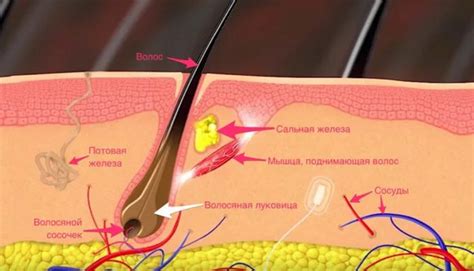 Повреждение фолликулов волос