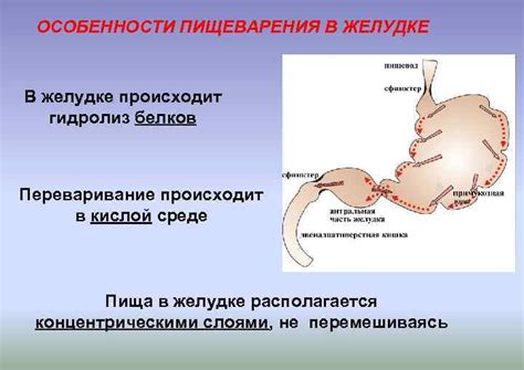 Поглощение жидкости в желудке: особенности и механизмы