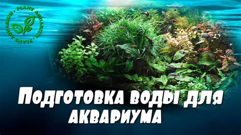 Подготовка аквариума: основные шаги для комфортного водного процесса ежика