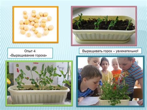 Подготовка гороха к приготовлению: сорта и предварительное обработка