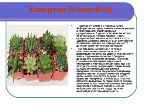 Подготовка декоративной растения к зимней погоде: подстригание листвы как неотъемлемая часть ухода