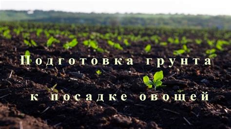 Подготовка земли и грунта перед посадкой: основные этапы и рекомендации