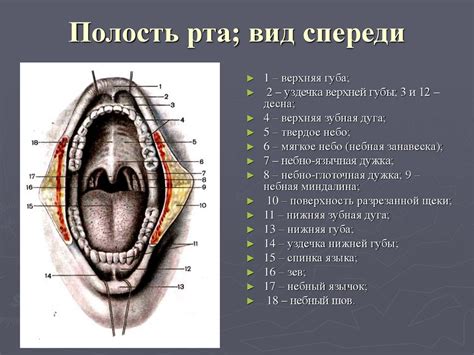 Подготовка к выполнению процедуры погружения источника света в полость рта