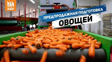 Подготовка овощей