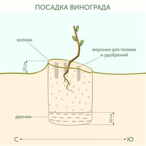 Подготовка почвы и правила посадки молодого растения