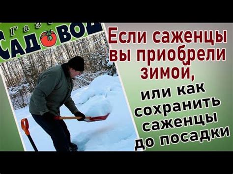 Подготовка приплодов и выбор типа жидкости для успешного приживления