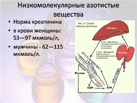 Подготовка ребенка к анализу на уровень креатинина и факторы, влияющие на результаты