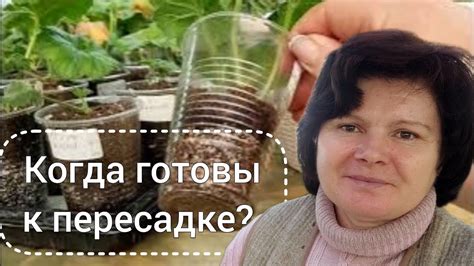 Поддержание оптимальной влажности во время процесса укоренения