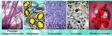 Поддержка и связь: роль соединительных тканей в организме человека