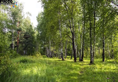 Подмосковный лес: доступная и плодородная зона для сбора грибов