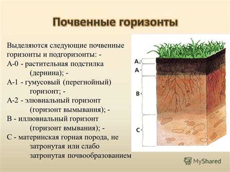 Подходящие почвенные условия и оптимальный состав почвы для орехового дерева