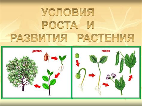 Подходящие условия для роста и размножения редких растений