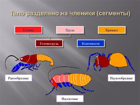 Поиск альтернативы для конечности у головы