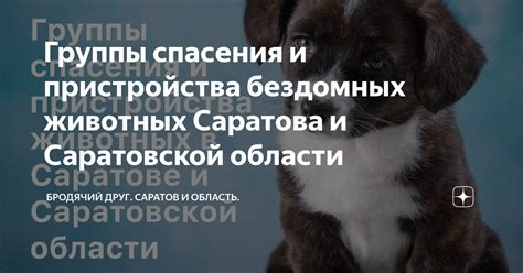 Поиск бездомных животных: клубы и группы, которые помогут найти нового члена семьи