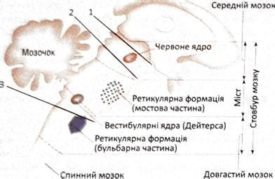 Поиск в неожиданных местах: возможные расположения двигательных идентификаторов