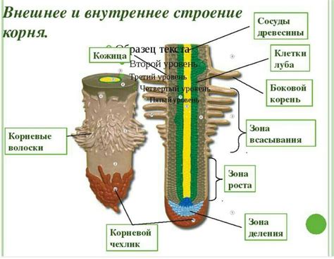 Поиск светящегося корня: исследование экосистемы террарии