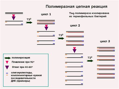 Полимеразная цепная реакция