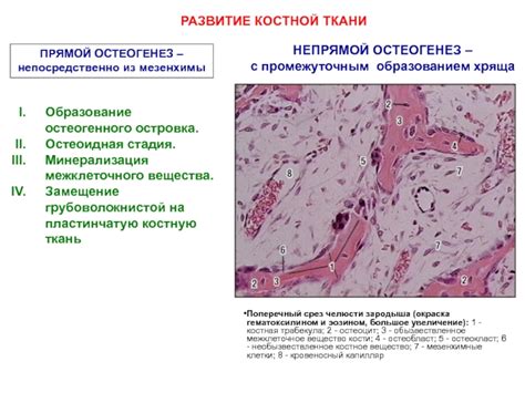 Положение грубоволокнистой костной ткани в организме: зрелые скелетные системы