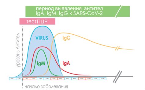 Положительный результат суммарных антител