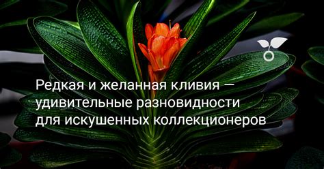 Получите рекомендации у искушенных агрономов и коллекционеров растений