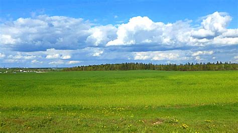 Поля и луга с высокой травой