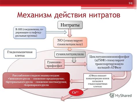 Понимание гипотензивного действия нитратов