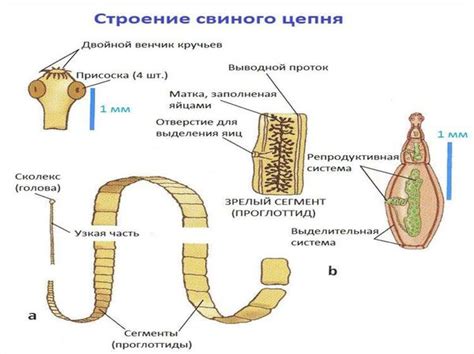 Понимание концепции свиного цепня