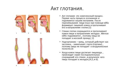 Понимание трудностей, связанных с актом глотания, у старших людей