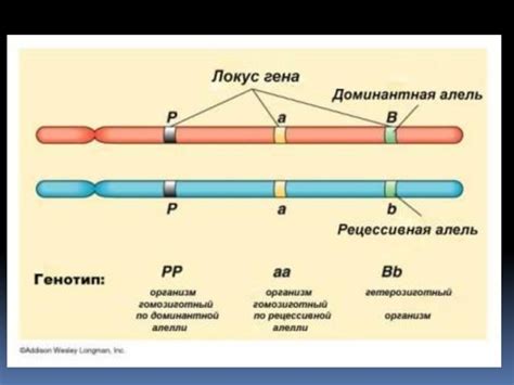 Понятие гетерозиготной формы полиморфизма