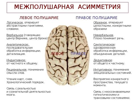 Понятие и виды асимметрии кровотока головного мозга