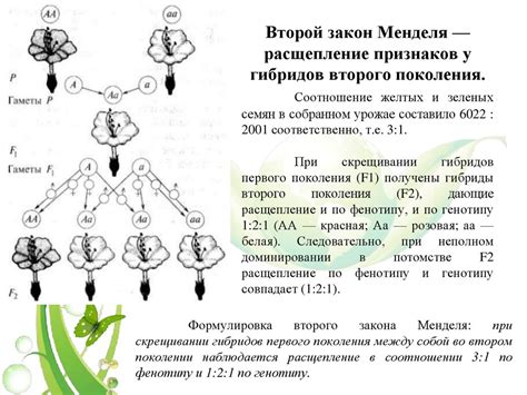 Понятие и сущность альтернативных генов: основы генетики