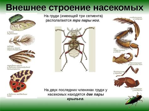 Поразительные особенности строения маленького насекомого
