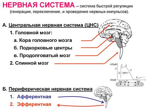 Последствия сочетания седативных и тонизирующих препаратов на нервную систему