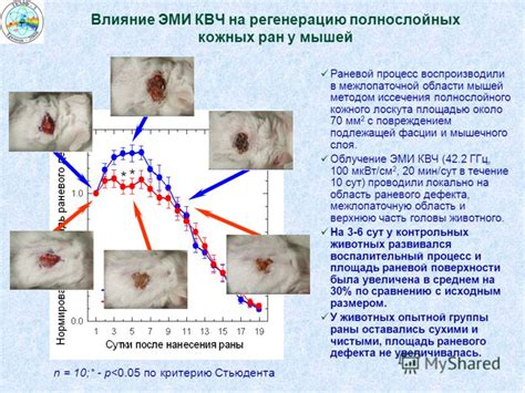 После обработки: уход за повреждением на области шеи у вашего питомца