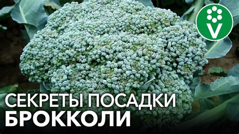 Потенциальные негативные последствия неправильного сочетания посадки брокколи и чеснока