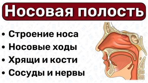 Потенциальные опасности процесса извлечения волос из носовой полости