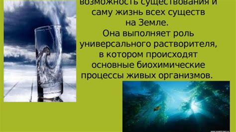 Почему вода играет важную роль для живых существ: основные сведения и доводы