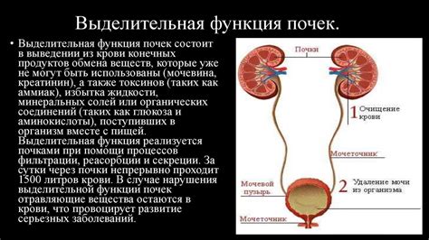 Почки: фильтры организма