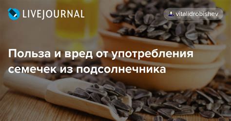 Правила употребления семечек подсолнечника для получения необходимых Омега 3 жирных кислот