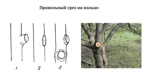 Правила формирования и обрезки кроны плодовых деревьев